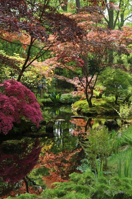 Japanse tuin 36.jpg - Japanse tuin Den Haag