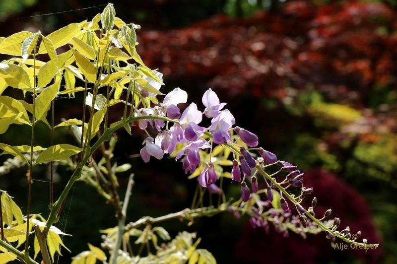 Japanse tuin 37.jpg - Japanse tuin Den Haag
