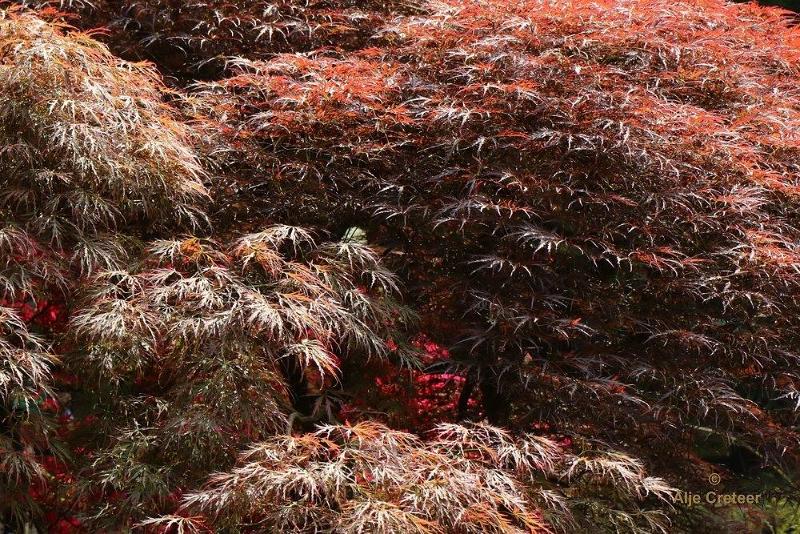 Japanse tuin 41.jpg - Japanse tuin Den Haag