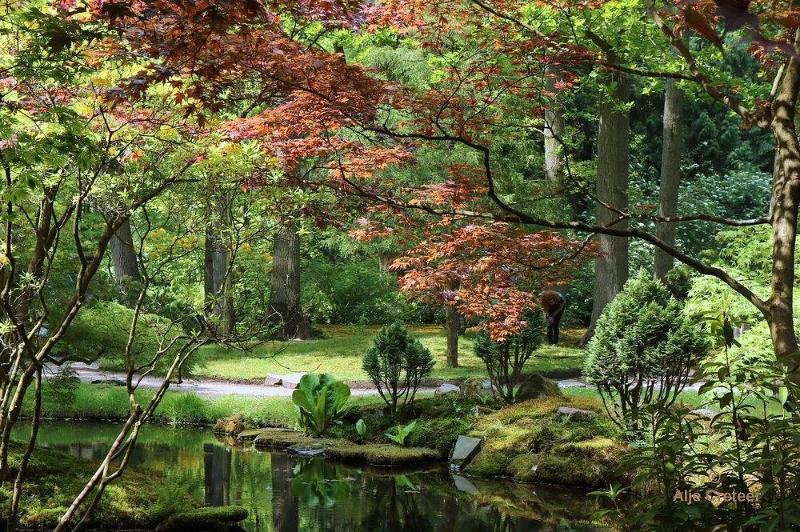 Japanse tuin 54.jpg - Japanse tuin Den Haag