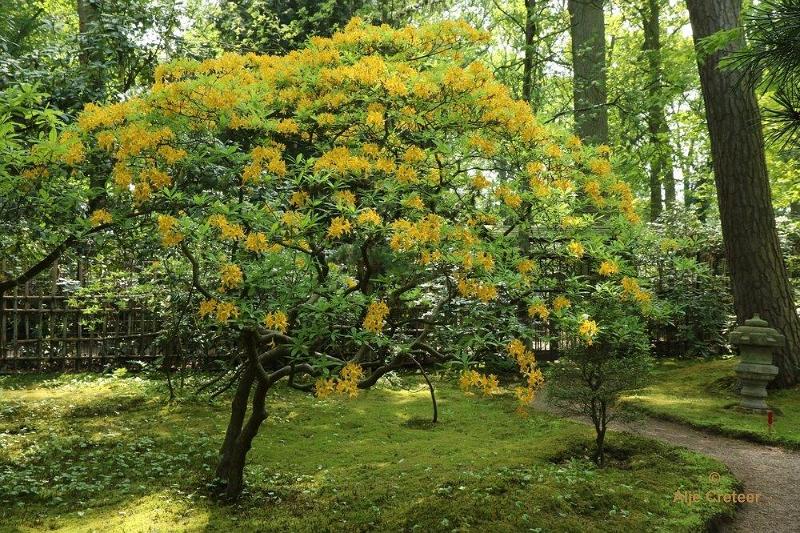 Japanse tuin 56.jpg - Japanse tuin Den Haag