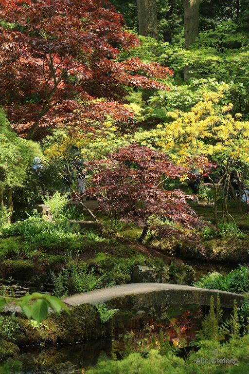 Japanse tuin 60.jpg - Japanse tuin Den Haag