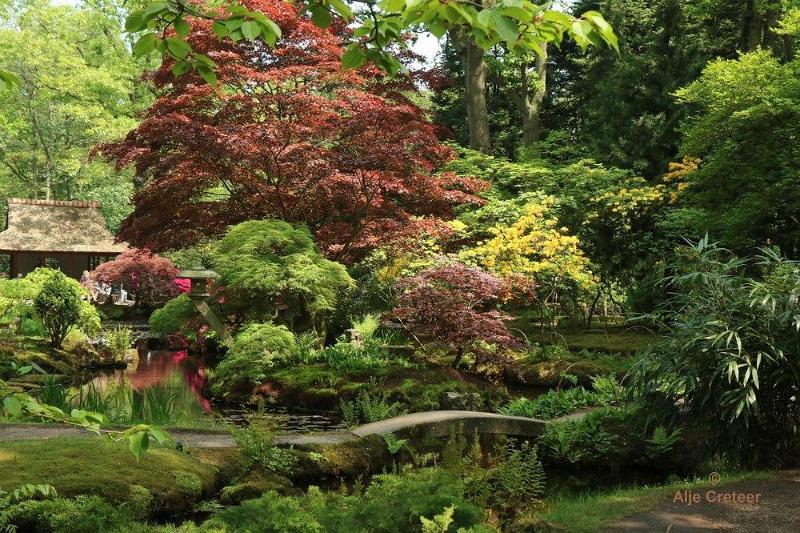 Japanse tuin 62.jpg - Japanse tuin Den Haag