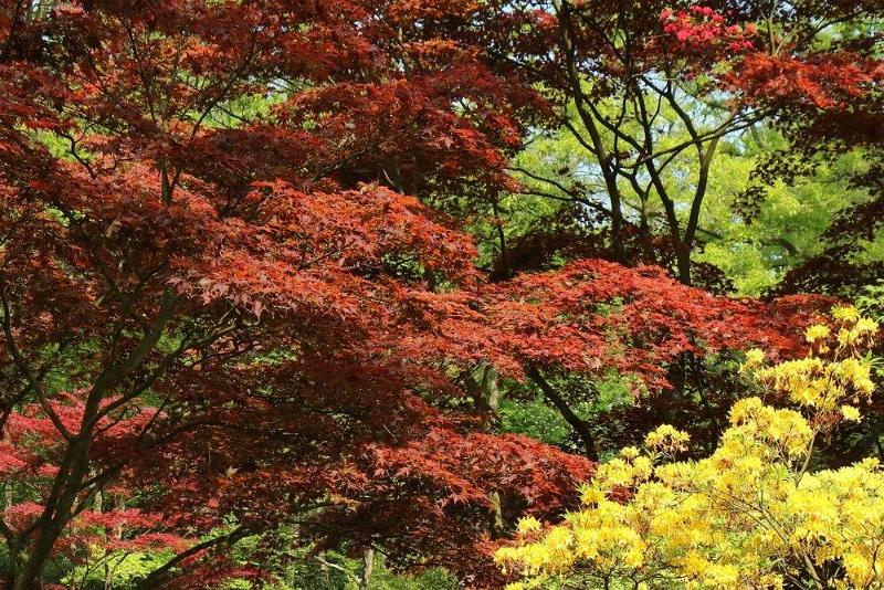 Japanse tuin 69.jpg - Japanse tuin Den Haag