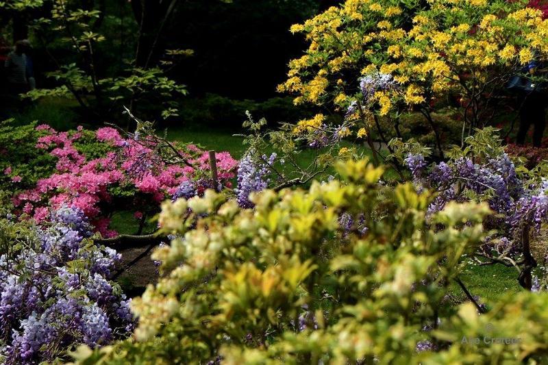 Japanse tuin 74.jpg - Japanse tuin Den Haag