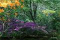 Japanse tuin 17