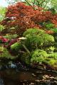 Japanse tuin 26