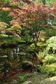 Japanse tuin 30