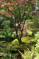 Japanse tuin 31
