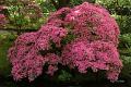 Japanse tuin 32