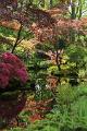 Japanse tuin 36