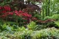 Japanse tuin 45