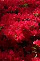 Japanse tuin 52