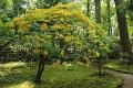 Japanse tuin 56