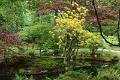 Japanse tuin 57