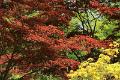 Japanse tuin 69