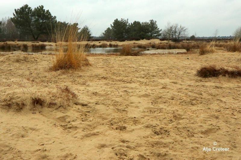 Loonse duinen   10.jpg - Loonse en Drunense duinen 2018