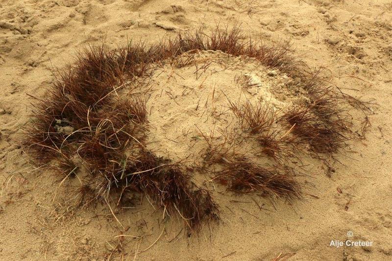 Loonse duinen   11.jpg - Loonse en Drunense duinen 2018