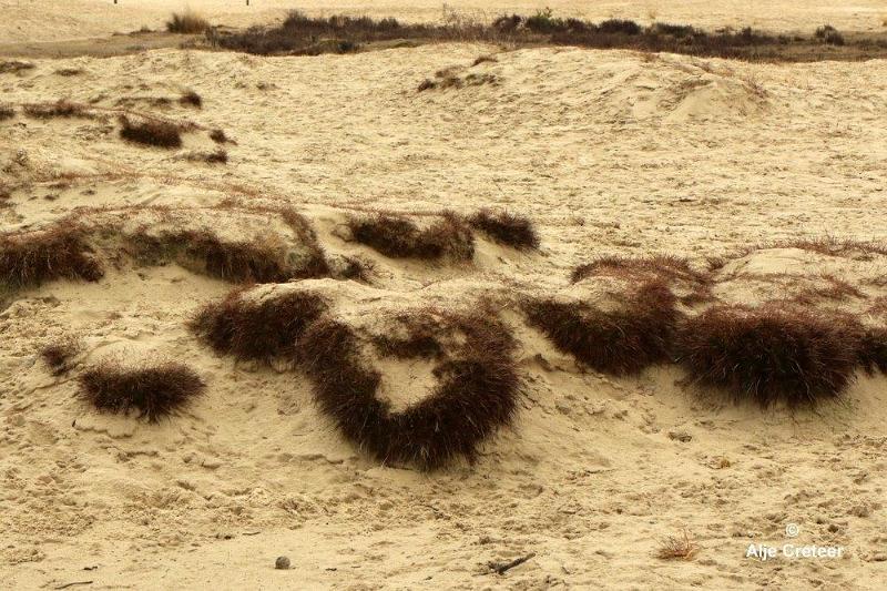 Loonse duinen   12.jpg - Loonse en Drunense duinen 2018