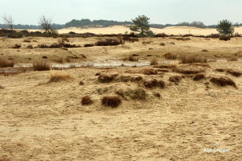 Loonse duinen   13.jpg - Loonse en Drunense duinen 2018