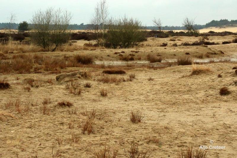 Loonse duinen   14.jpg - Loonse en Drunense duinen 2018