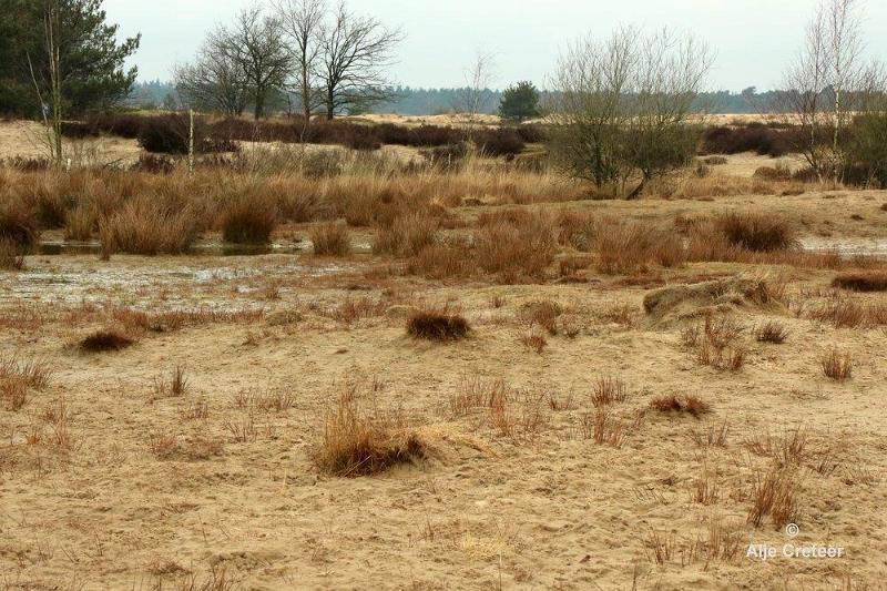 Loonse duinen   15.jpg - Loonse en Drunense duinen 2018