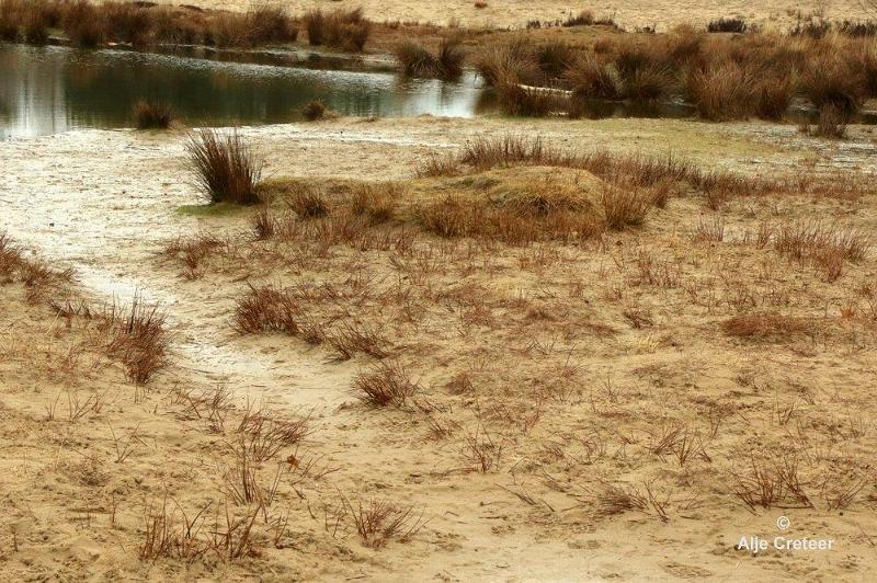Loonse duinen   16.jpg - Loonse en Drunense duinen 2018