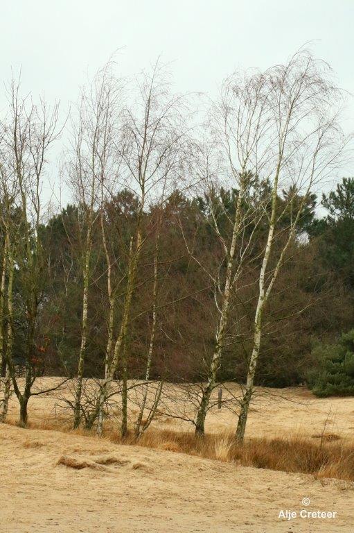 Loonse duinen   18.jpg - Loonse en Drunense duinen 2018