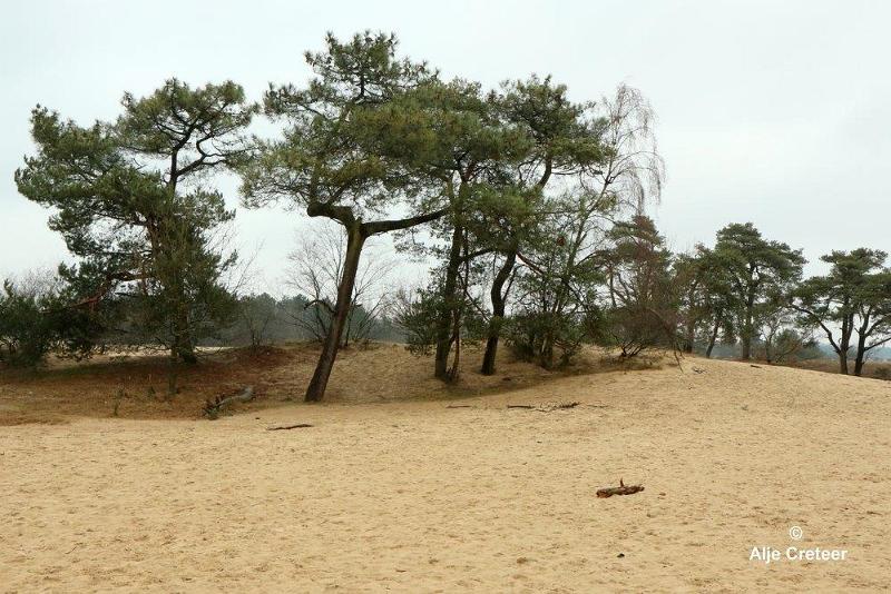 Loonse duinen   2.jpg - Loonse en Drunense duinen 2018