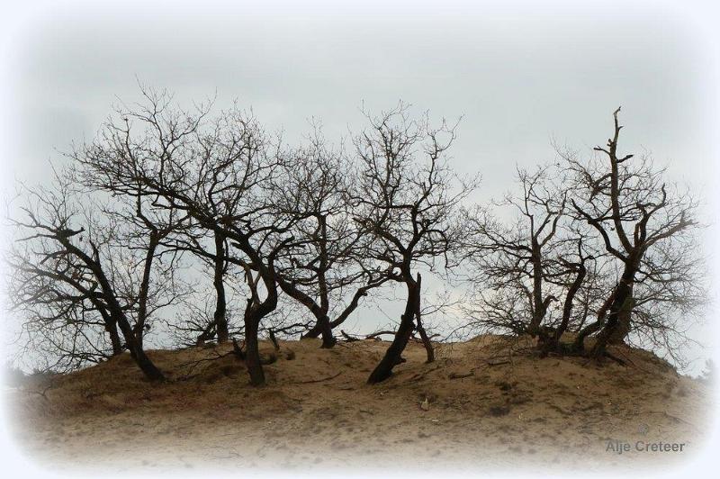 Loonse duinen   23.jpg - Loonse en Drunense duinen 2018