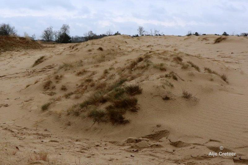 Loonse duinen   25.jpg - Loonse en Drunense duinen 2018