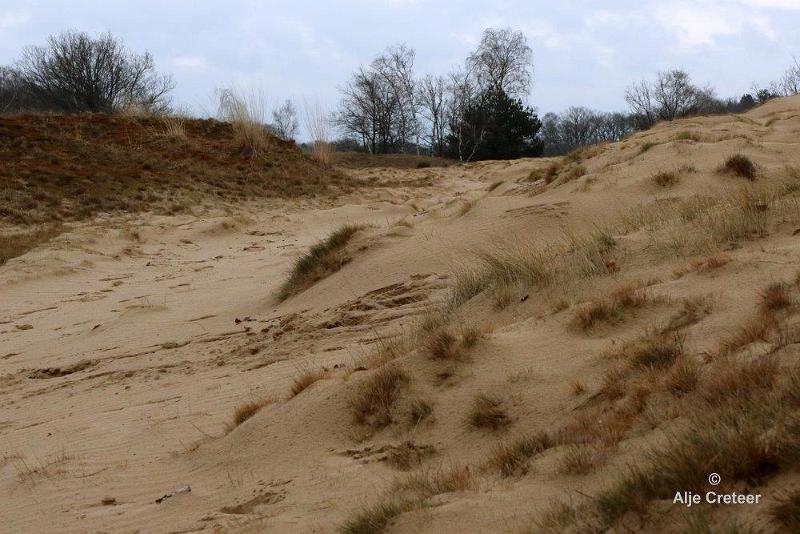 Loonse duinen   26.jpg - Loonse en Drunense duinen 2018