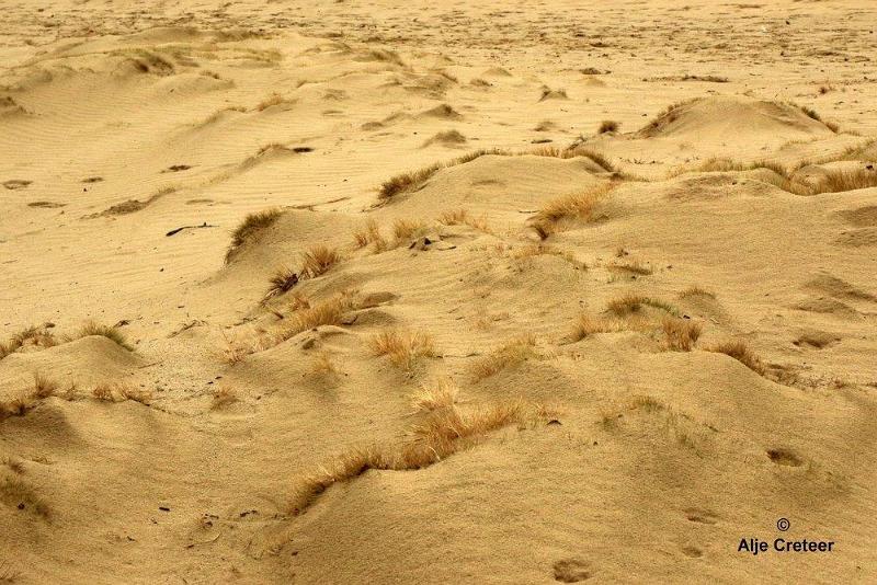 Loonse duinen   27.jpg - Loonse en Drunense duinen 2018