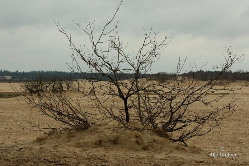 Loonse duinen   29.jpg - Loonse en Drunense duinen 2018