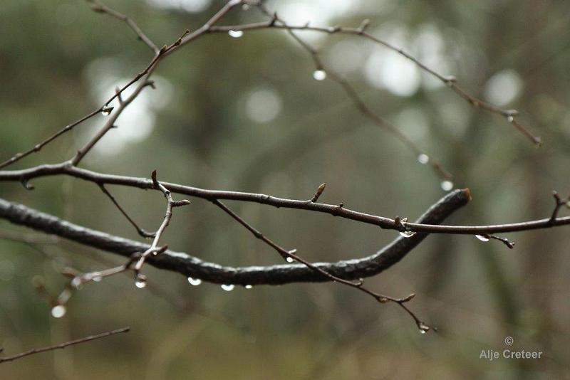 Loonse duinen   3.jpg - Loonse en Drunense duinen 2018