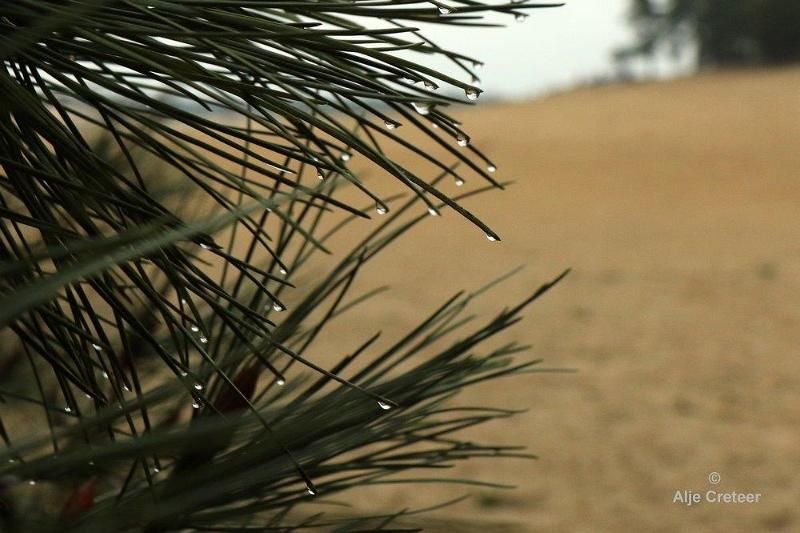 Loonse duinen   4.jpg - Loonse en Drunense duinen 2018
