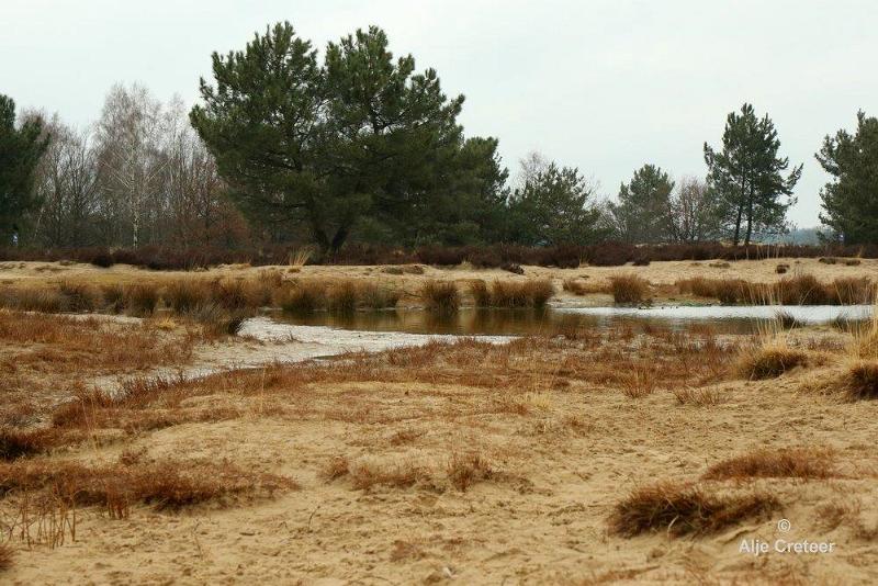 Loonse duinen   7.jpg - Loonse en Drunense duinen 2018