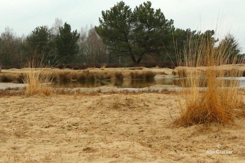 Loonse duinen   8.jpg - Loonse en Drunense duinen 2018