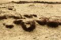 Loonse duinen   12