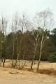 Loonse duinen   18