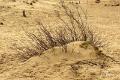 Loonse duinen   19