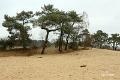 Loonse duinen   2