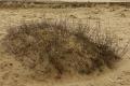 Loonse duinen   22