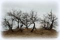 Loonse duinen   23