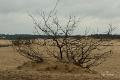 Loonse duinen   29