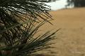 Loonse duinen   4