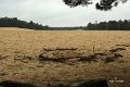 Loonse duinen   5