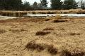 Loonse duinen   6