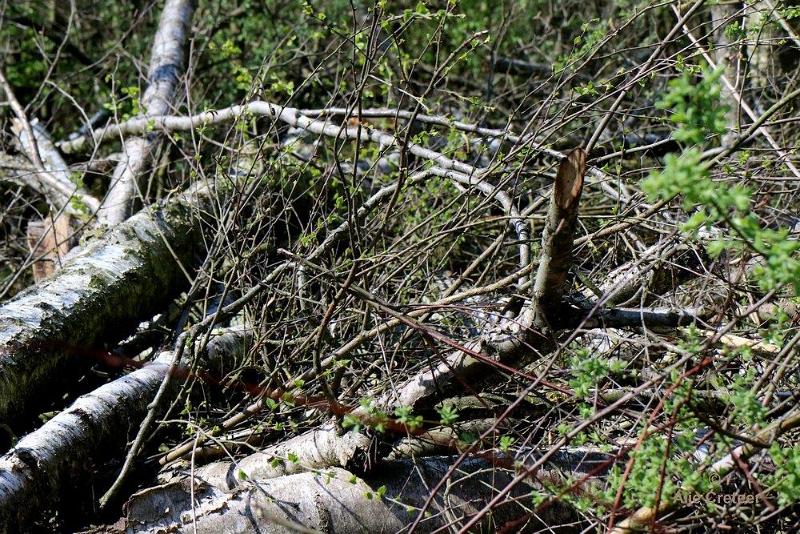Peelexcursie Fotografie 18 April 2018   17.jpg - Peel excursie 2018