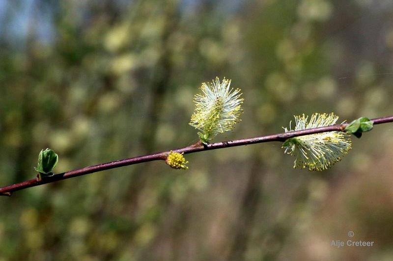 Peelexcursie Fotografie 18 April 2018   22.jpg - Peel excursie 2018